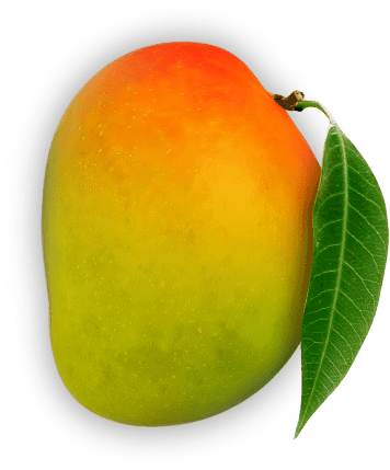 Devgad Alphonso Mango  One Dozen