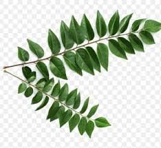 Curry leaves - 1 judi