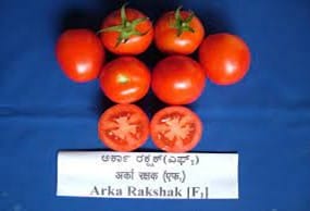 Arka Rakshak [F1] - Tomato Hybrid