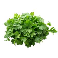 Coriander Bunch 1 PIECE