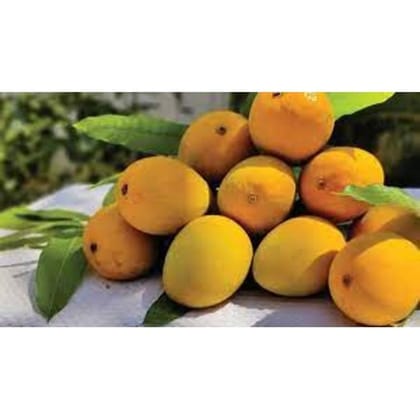 Alphonso mango (Dozen)