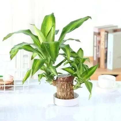 CharmWood Lucky Brazil Plant | ⭐️⭐️⭐️⭐️ 4.9/5 RATING-PACK OF 1