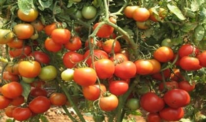 Arka Apeksha [F1]- Tomato Hybrid