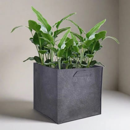Square grow bags-6x6x6 inch / Green