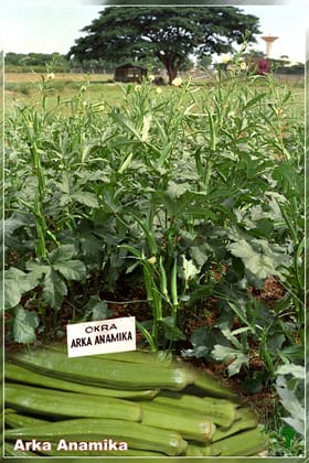  Vegetable Arka Anamika Okra Seed - 50 Grams