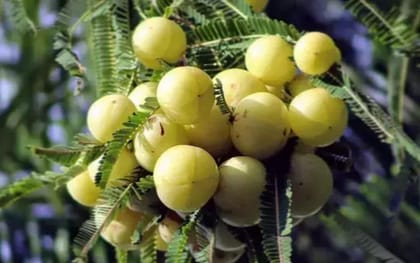 Amla / Gooseberry Fruit Seed Pack Of  30