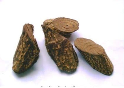 Dantimool - Danti Mool - Danti - दांती मूल - Hakum - Wild Castor - Red Physic Nut Dried Herb - Baliospermum montanum-50 Gms