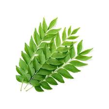 Curry Leaf 1 PIECE