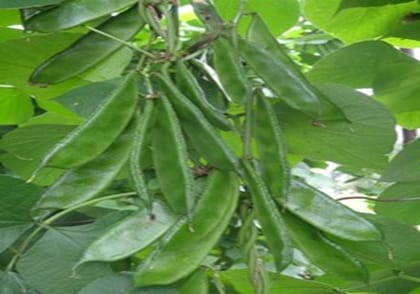 ARKA Prasidhi-TFL - DOLICHOS (Pole Type)