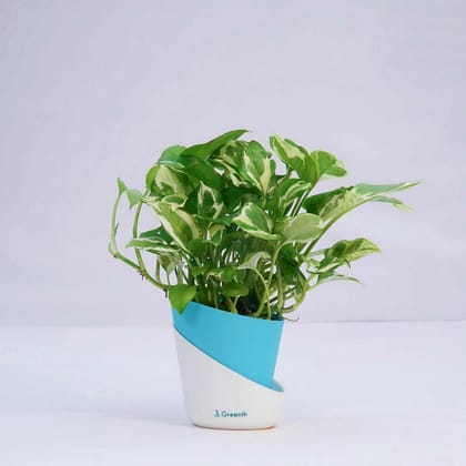 Money Plant N'Joy-Self Watering Pot / Teal