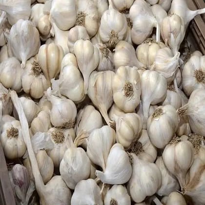 Garlic / लहसुन / Lahsun / llium sativum-250 Gms