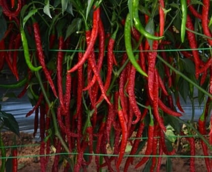ARKA Khyati [F1] – Chilli Hybrid