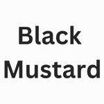 Black Mustard