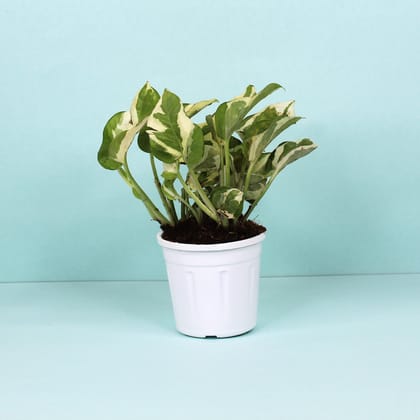 Money Plant N'Joy-Grow Pot / White