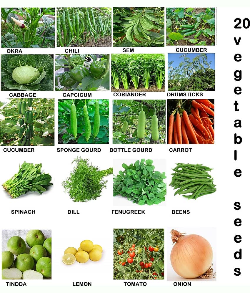 CLASSIC GREEN EARTH - Vegetable Seeds ( 20 VEGETABLE COMBO 2000 SEEDS )