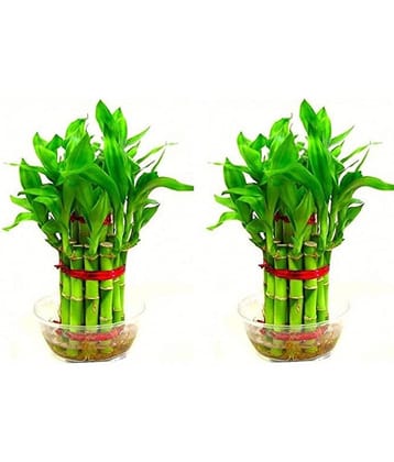 Green plant indoor - Green Wild Artificial Flowers With Pot ( Pack of 2 )