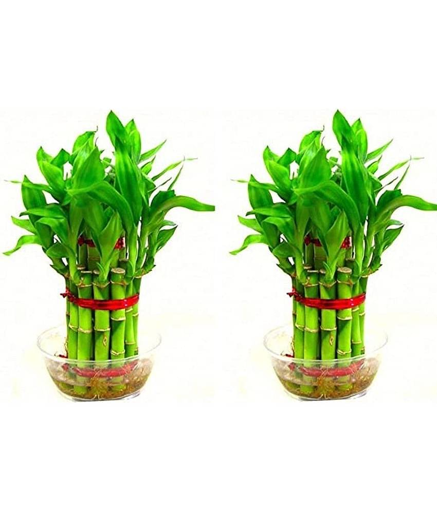 Green plant indoor - Green Wild Artificial Flowers With Pot ( Pack of 2 )
