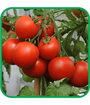 Aero Seeds Tomato Pack of 200 Seeds