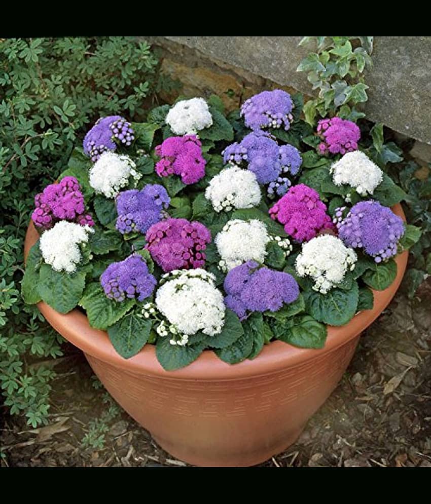 ageratum flower 30 seeds pack with 100 gm cocopeat and user manual