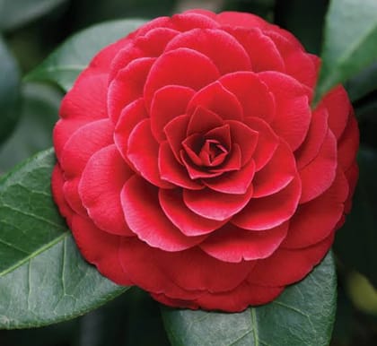 Camelia Flowers Plant For Gardening
