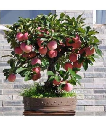 Apple Hazaratbali Variety Fruit Seed Plant For Indoor