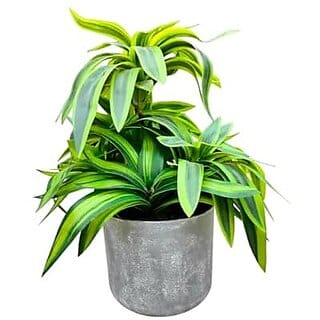 De Gardenia Handmade Artificial Dracaena reflexa Bonsai Plant with Pot 30 cm Tall Faux Plant for Home and Office Decor Realistic Indoor Decorative Plant