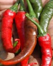 CHILLI ( ARKA Abhir)