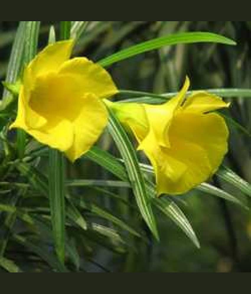 CLASSIC GREEN EARTH - Kantola Flower ( 10 Seeds )