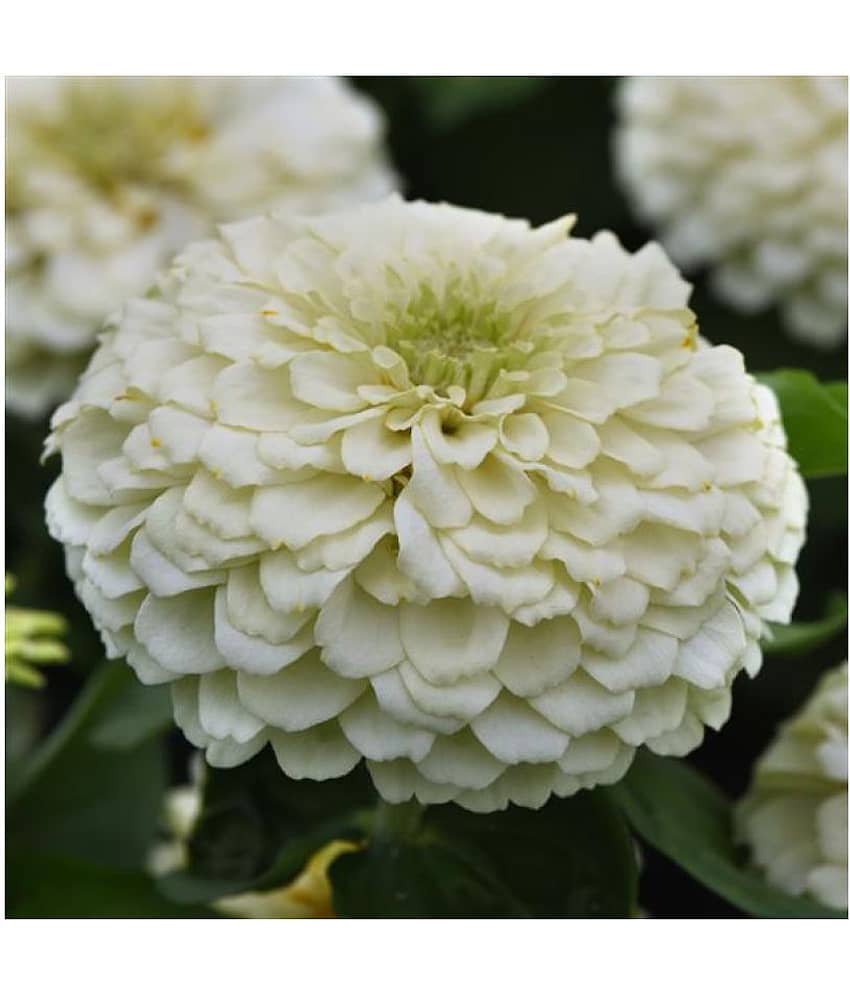 F1 Elegans Zinnia White Flower Seeds