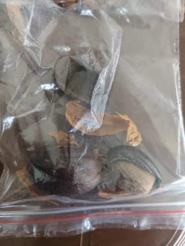 Anugrahya Global Ventures Organic Jaifal (50g) | Premium Whole Nutmeg Seeds | Aromatic Sabut Jaiphal for Indian Cooking & Sweets