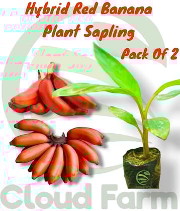 Cloud Farm Outdoor Fruit Plant ( Pack of 2 )