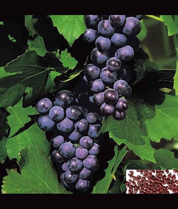 homeagro- Grape Bonsai Fruit Seeds (Pack of 20)