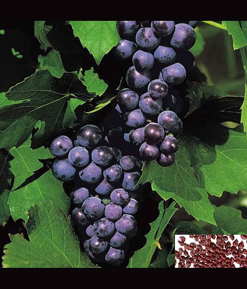 homeagro- Grape Bonsai Fruit Seeds (Pack of 20)