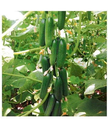 Cucumber seeds for home gardening | Pack of 20