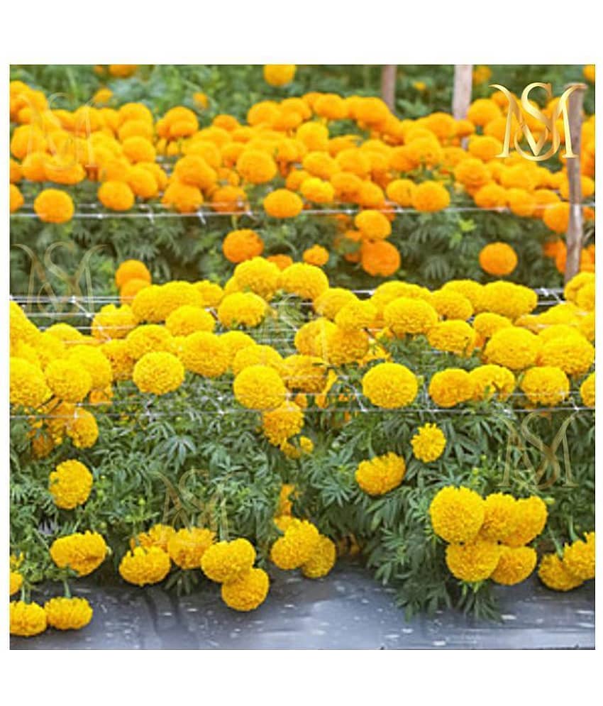 MS. Marigold Seeds MIX 30 seeds