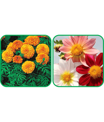 Aero Seeds Dahlia Top Star Mix Color (50 Seeds) And African Marigold Mix Color (50 Seeds) Flower Seeds Pack