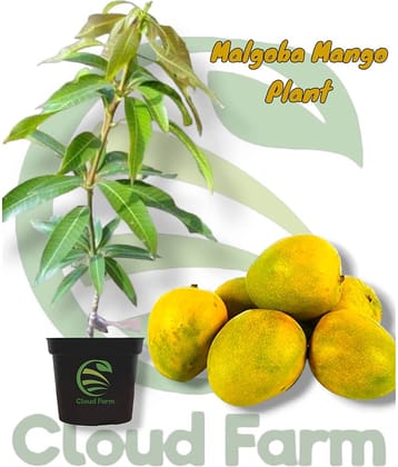 Cloud Farm Outdoor Fruit Plant ( Pack of 1 )