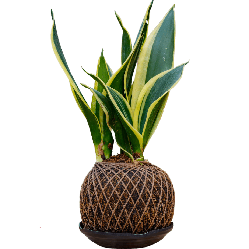 Birthright || Kokedama Sanseveria || Plant