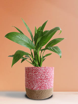 Peace Lily (Large)