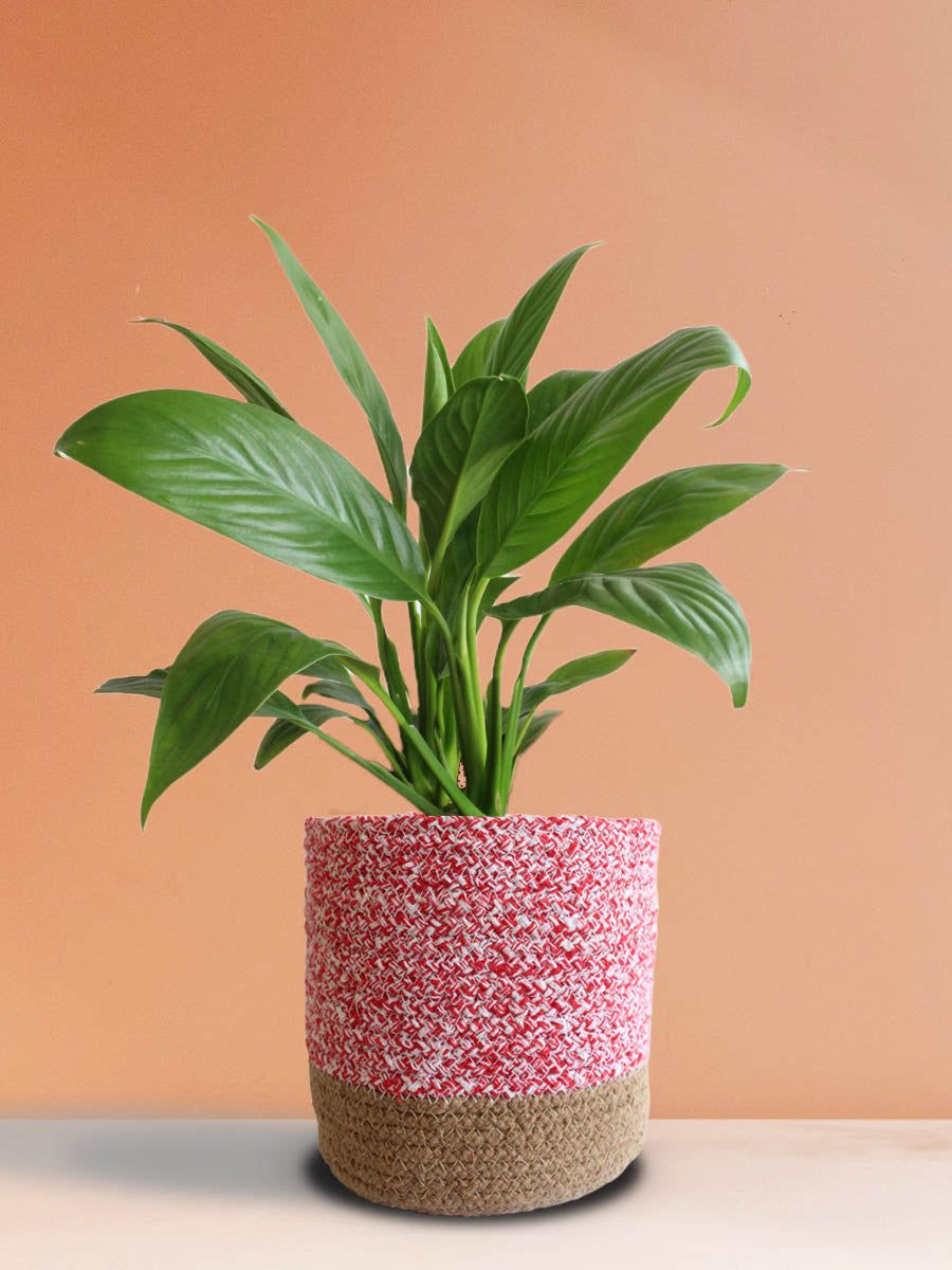 Peace Lily (Large)