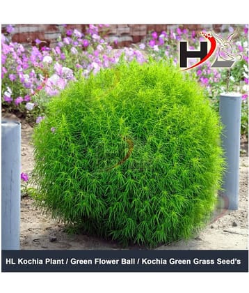 HL Kochia Green Grass Ball Flower Hybrid Seeds For Home Gardening Planting
