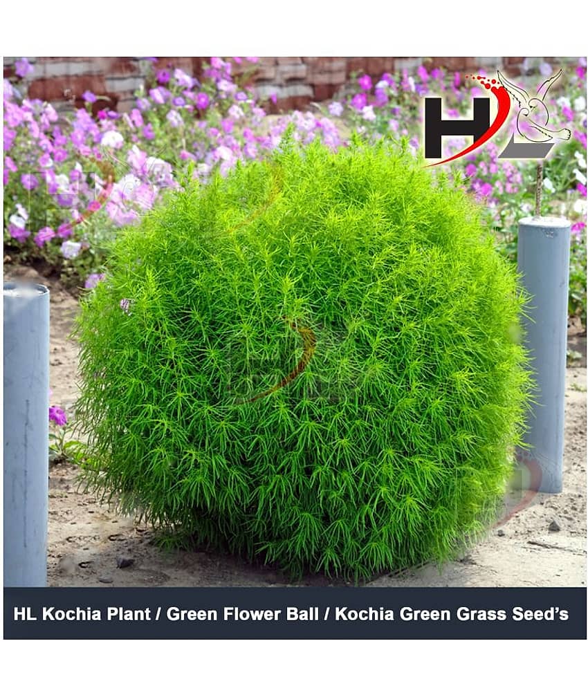 HL Kochia Green Grass Ball Flower Hybrid Seeds For Home Gardening Planting