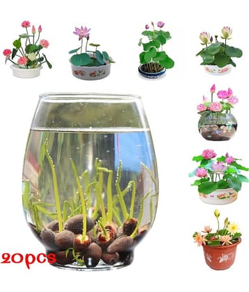 shivam organic seeds Lotus Flower ( 20 Seeds )
