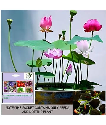 STOREFLIX Lotus Flower ( 10 Seeds )