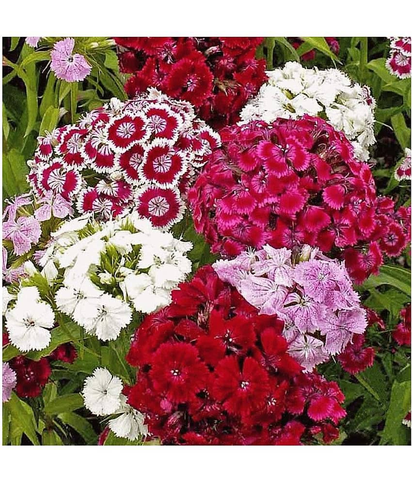 classic green earth Sweet William (Dianthus Barbatus) Flower Mix Colour Hybrid 50 Seeds For Home Gardenin with growing cocopeat