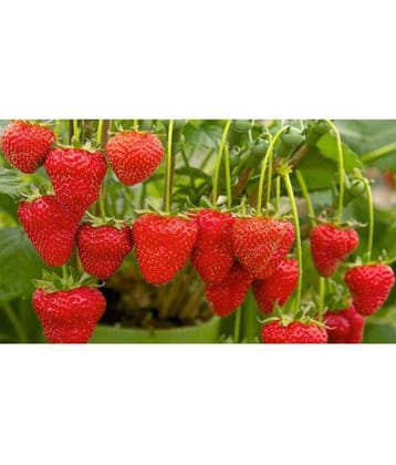 OhhSome Fruit Seeds For Garden - European Strawberry Kitchen Garden Pack