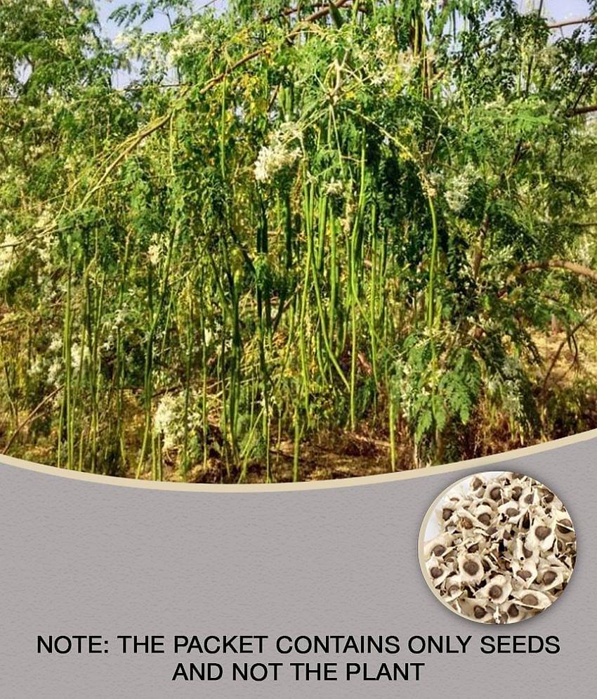 DrumStick (Sarghvo) PKM1 Moringa | Drumstick Vegetable |  Moringa Oleifera | ÃÂ&nbsp;ÃÂ¤ÃÂ¸ÃÂ&nbsp;ÃÂ¤ÃÂ¹ÃÂ&nbsp;ÃÂ¤ÃÂÃÂ&nbsp;ÃÂ¤ÃÂ¨