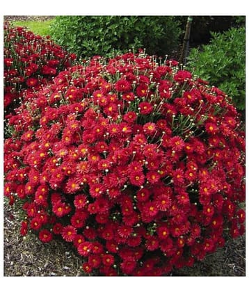 HN organic seed - Chrysanthemum Flower ( 50 Seeds )