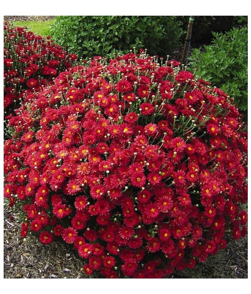 HN organic seed - Chrysanthemum Flower ( 50 Seeds )