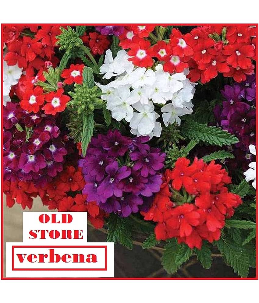 VERBENA FLOWER MIX VARIETY 30 SEEDS WITH FREE COCOPEAT COMBO PACK WITH USER MANAUL FOR HOME GARDENING USE